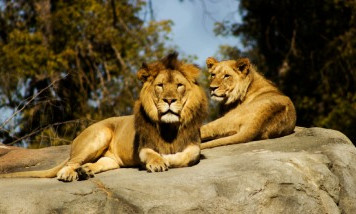 Visit La Bourbansais Zoo
