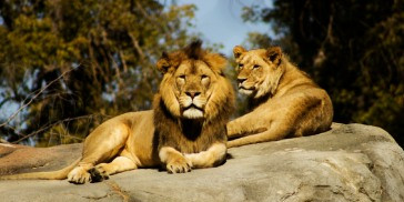 Visit La Bourbansais Zoo