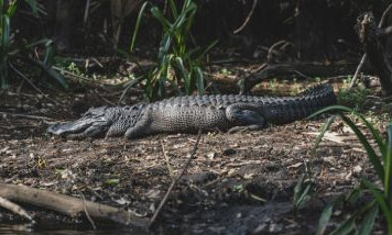 Discover Alligator Bay