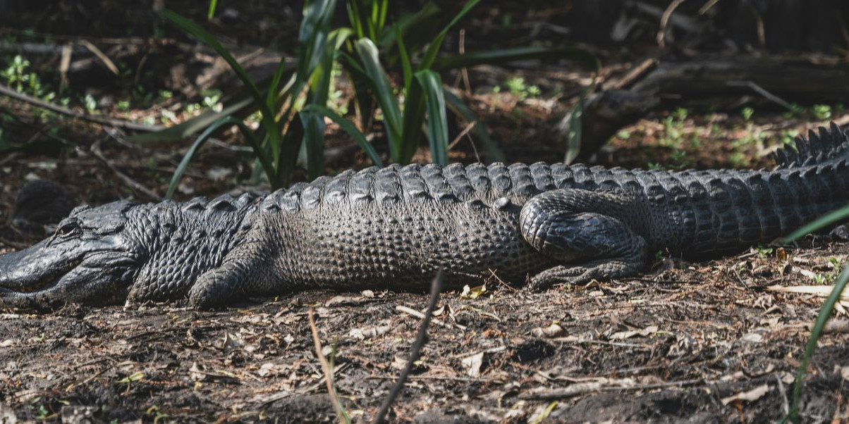 Alligator Bay