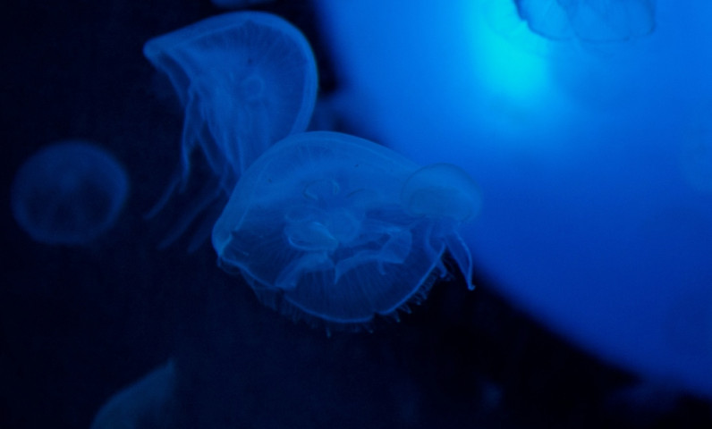 Aquamalo