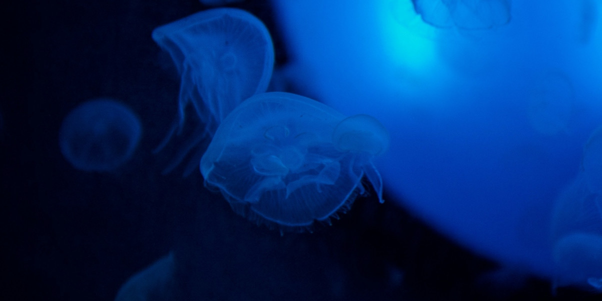 Aquamalo