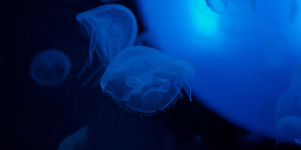 Aquamalo